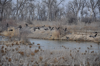 Nebraska Waterfowl Hunting 25