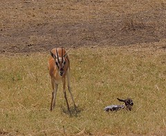 Tanzania (Serengeti National Park) Thomson's gazella and her new born baby still partially covered with placenta