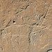 Ancestral Shoshone Indian petroglyph (~1000 to ~200 years old) (White Mountain Petroglyphs, southwestern Wyoming, USA) 1