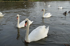 Swan @ Lac Daumesnil @ Bois de Vincennes @ Paris