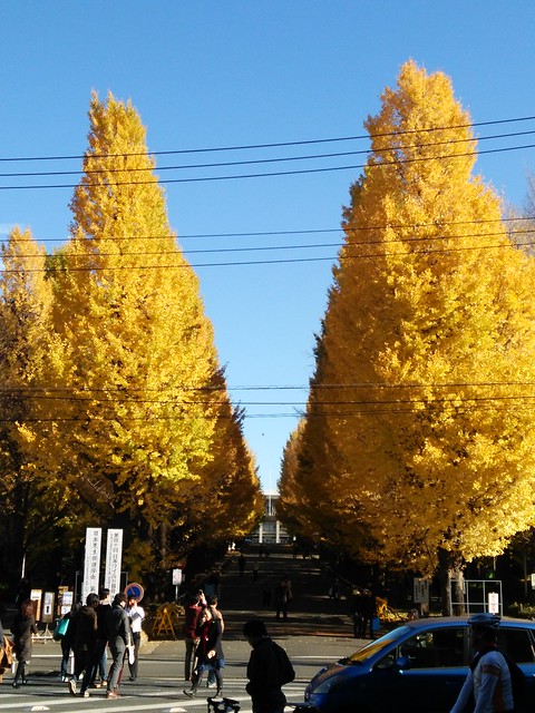駅前の銀杏並木がいい感じに黄色くなってき...