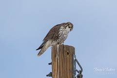 Prairie Falcon dines on small bird