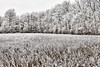 Frozen field, France
