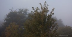 October 7, 2015 - A cool, foggy start to the morning. (Michelle Jones)