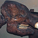 Mammut americanum (American mastodon) (Pleistocene; Aucilla River, Jefferson County, Florida, USA) 16