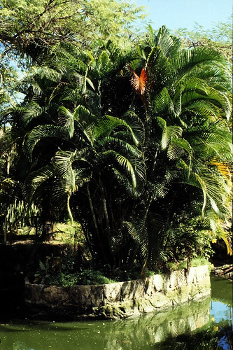 Bahamas 1988 (075) New Providence: Ardastra Gardens, Nassau • <a style="font-size:0.8em;" href="http://www.flickr.com/photos/69570948@N04/23178117230/" target="_blank">Auf Flickr ansehen</a>