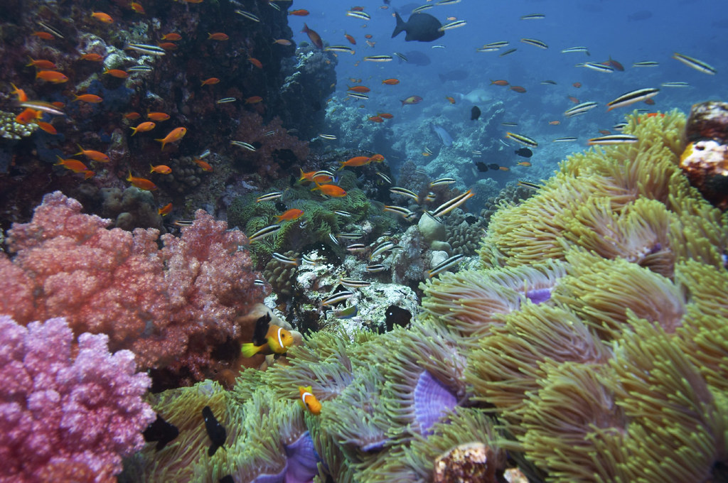 colourful coral reef