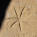 Ancestral Shoshone Indian petroglyph (~1000 to ~200 years old) (White Mountain Petroglyphs, southwestern Wyoming, USA) 3
