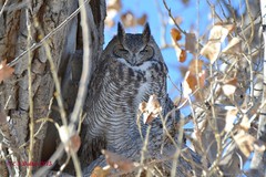 December 6, 2015 - A sleepy Great Horned Owl at the Rocky Mountain Arsenal. (Ed Dalton)