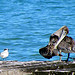 Pelican Punta Gorda Belize  2553