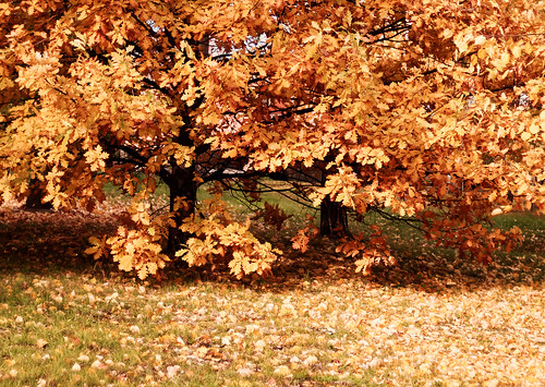 leaf fall