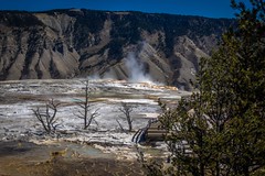 Main Terrace and Canary Spring; Mammoth Hot Springs, Yellowstone NP