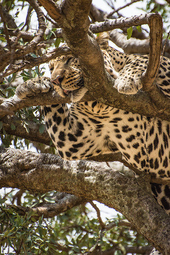 Leopard luggi. • <a style="font-size:0.8em;" href="http://www.flickr.com/photos/96277117@N00/22573217899/" target="_blank">View on Flickr</a>