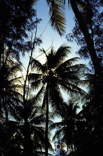 Bahamas 1988 (020) New Providence: Love Beach • <a style="font-size:0.8em;" href="http://www.flickr.com/photos/69570948@N04/22853612717/" target="_blank">Auf Flickr ansehen</a>