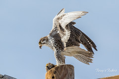 Prairie Falcon dines on Western Meadowlark