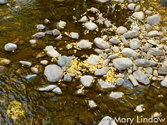 October 2, 2015 - Golden aspen in a mountain creek. (Mary Lindow)