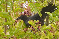 DSC_1761 Zwarte Kraai:Bonte Kraai : Corneille noire : Corvus corone : Aaskrahe : Carrion Crow