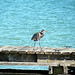 Blue Heron Punta Gorda Belize  2549