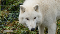 Arctic Wolf | Polarwolf