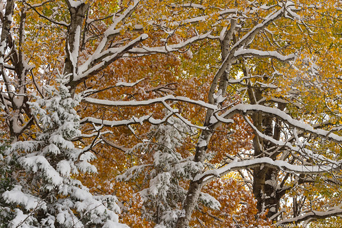 Snow Covered Fall Foliage 3 • <a style="font-size:0.8em;" href="http://www.flickr.com/photos/65051383@N05/22104069400/" target="_blank">View on Flickr</a>