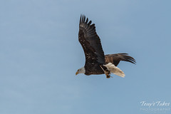 Bald Eagle launches, snaps off branch - Sequence - 11 of 13