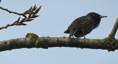 Anglų lietuvių žodynas. Žodis starlings reiškia varnėnai lietuviškai.