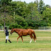 Show Horse & Young Trainer