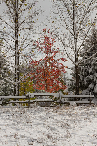 Red Maple Tree in Snow • <a style="font-size:0.8em;" href="http://www.flickr.com/photos/65051383@N05/22279264432/" target="_blank">View on Flickr</a>
