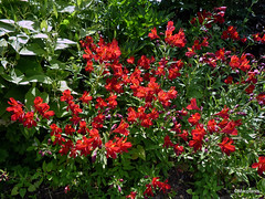 Alstroemeria 'Red Beauty'