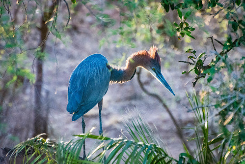 The Goliath Heron trying to impress someone. • <a style="font-size:0.8em;" href="http://www.flickr.com/photos/96277117@N00/21701737640/" target="_blank">View on Flickr</a>