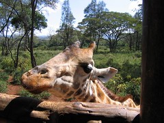 Giraffe Manor Nairobi March 2005