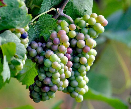 grapes by lanier67, on Flickr