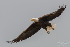 October 3, 2015 - A Bald Eagle launches into the air at St Vrain State Park. (Tony's Takes)
