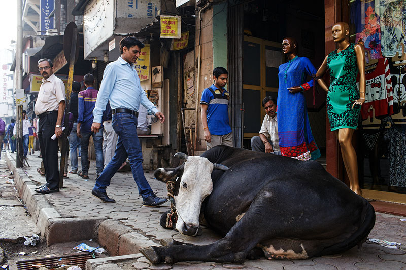 Street cow - Mumbai, India<br/>© <a href="https://flickr.com/people/68898571@N00" target="_blank" rel="nofollow">68898571@N00</a> (<a href="https://flickr.com/photo.gne?id=22375499979" target="_blank" rel="nofollow">Flickr</a>)