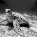Turtle - Meeresschildkröte
