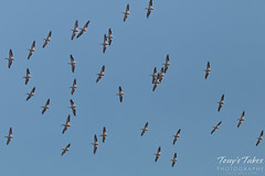 That's a LOT of Pelicans!