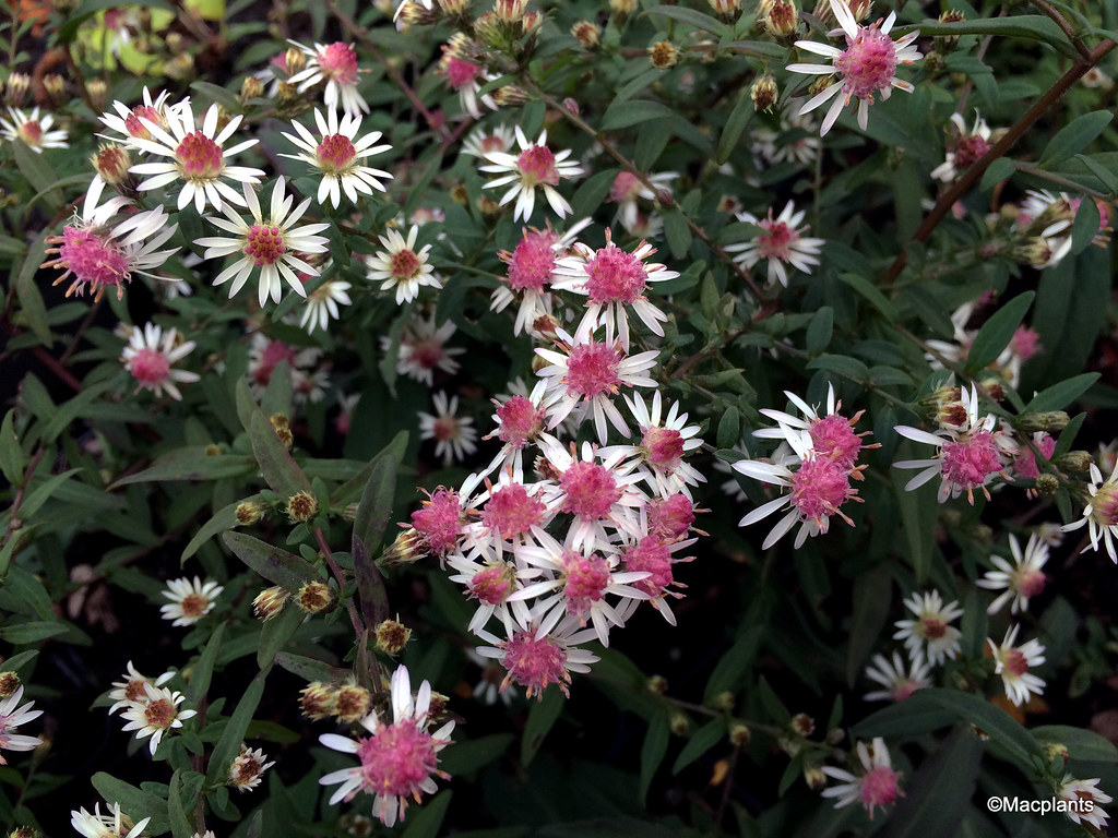 Aster lateriflorus 'Lady In Black'