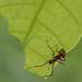 Atta sexdens (Formicidae)