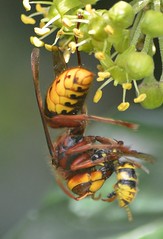 Anglų lietuvių žodynas. Žodis yellow hornet reiškia geltona hornet lietuviškai.