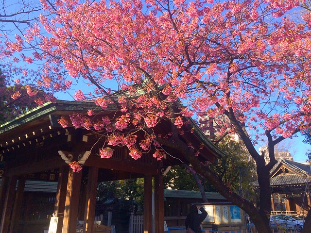 有名な品川荏原神社の寒緋桜が満開です。あ...