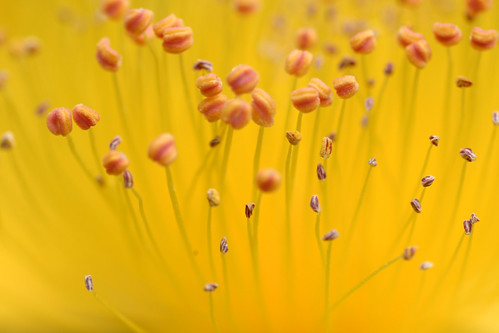 41 delicious photographs of flowers