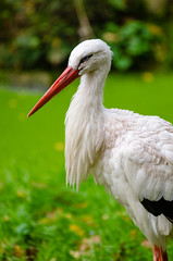 Anglų lietuvių žodynas. Žodis white stork reiškia baltasis gandras lietuviškai.