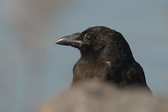 DSC_1450 Zwarte Kraai:Bonte Kraai : Corneille noire : Corvus corone : Aaskrahe : Carrion Crow