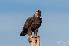 Bald Eagle devours Prairie Dog leg - 10 of 10