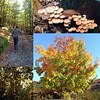 Colori d'autunno! #bosco #funghi #colori #autumn #mushrooms #albero #sentiero #chiodini #saturday #afternoon #naturelovers