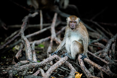 monkeys-1007