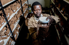 Safeguarding Africa’s beans: CIAT’s Kawanda genebank and research station