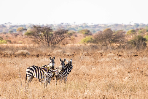 Zebras in Meru • <a style="font-size:0.8em;" href="http://www.flickr.com/photos/96277117@N00/21702867889/" target="_blank">View on Flickr</a>