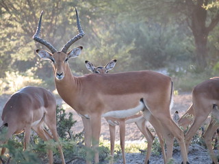 Botswana Hunting Safari 69