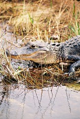 Anglų lietuvių žodynas. Žodis alligator reiškia n  zool. aligatorius 2 tech. žiauninis trupintuvas 3 attr krokodilo odos; alligator handbag krokodilo odos rankinukas; alligator shears žirklės lietuviškai.